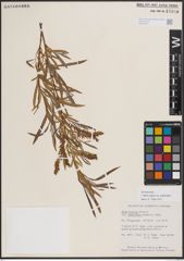 Foto von Salix exigua var. pedicellata (Andersson) Cronquist
